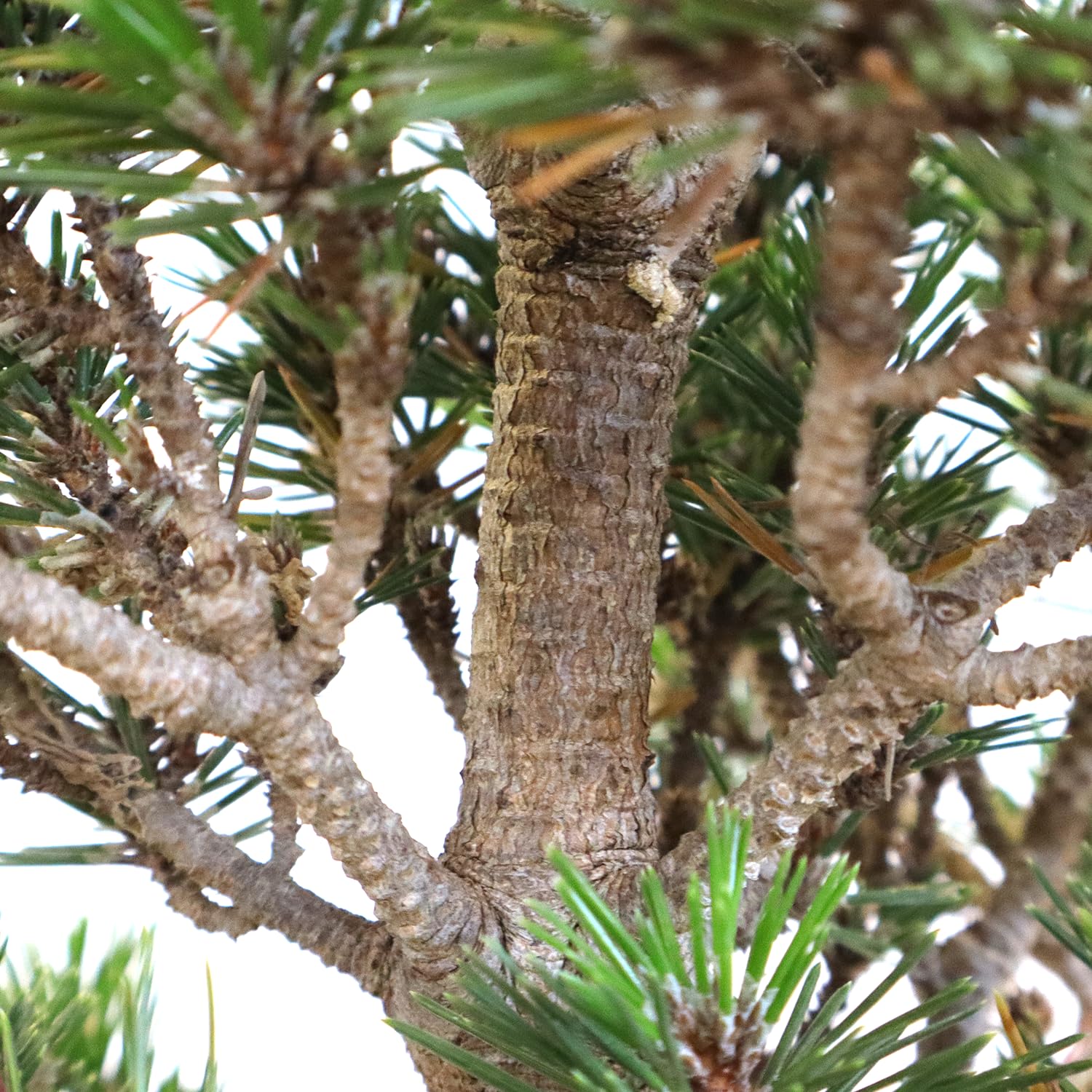 KENTIS - Bonsái Pinus Thunbergii Kotobuki Cultivado en Japón - Pino Negro- Planta Real de Exterior - Maceta de Cerámica de 15 cm