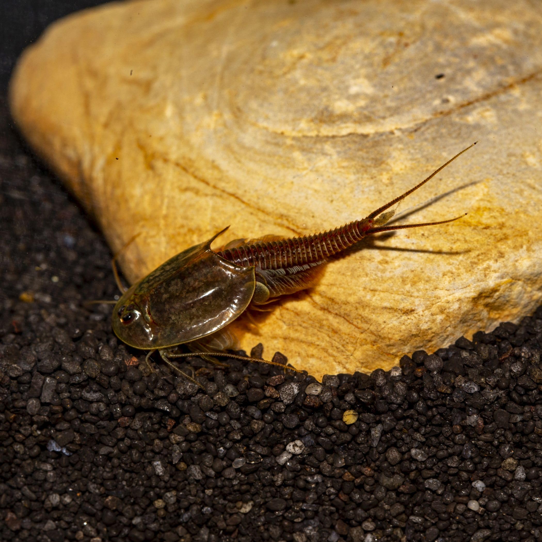 Triops Granarius Komplettset: 6 l Aquarium, ca. 200 Urzeitkrebse Eier, Filterset, Zubehör, Futter und Anleitung
