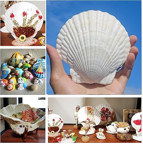Miniatura 7 de Conchas de vieira grandes de 4 a 5 pulgadas, 10 unidades de conchas de mar blancas, manualidades, manualidades, pintura, playa, decoración de boda,