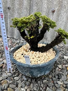 岩松　岩ヒバ Amazon.co.jp: 30年物 岩松 イワヒバ 岩ヒバ 盆栽 山野草 高山