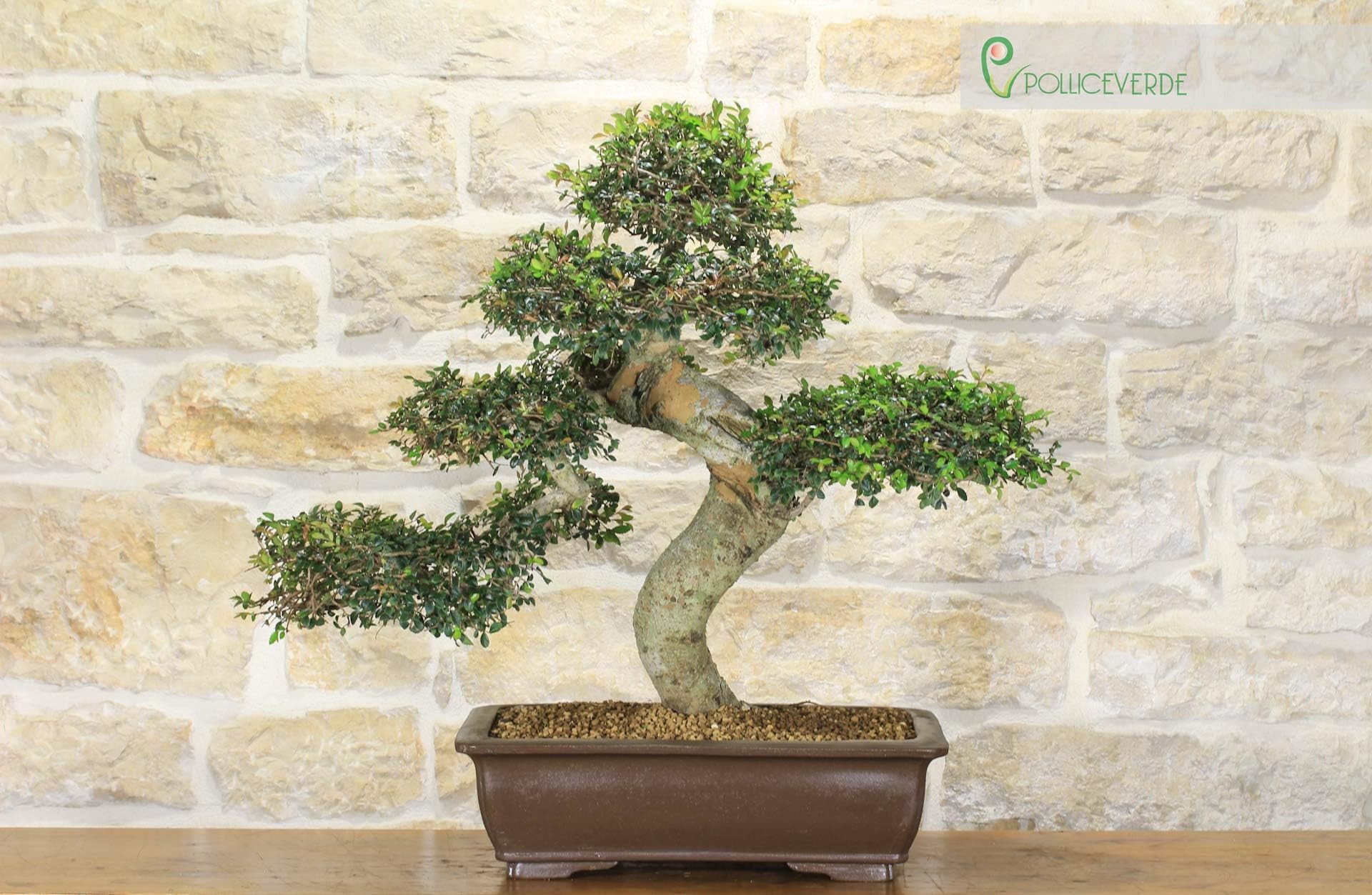 Bonsaï Zelkova Parvifolia (77)