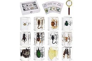 Explore the Microscopic Universe: MegaBox 12-Piece Insect in Resin Collection