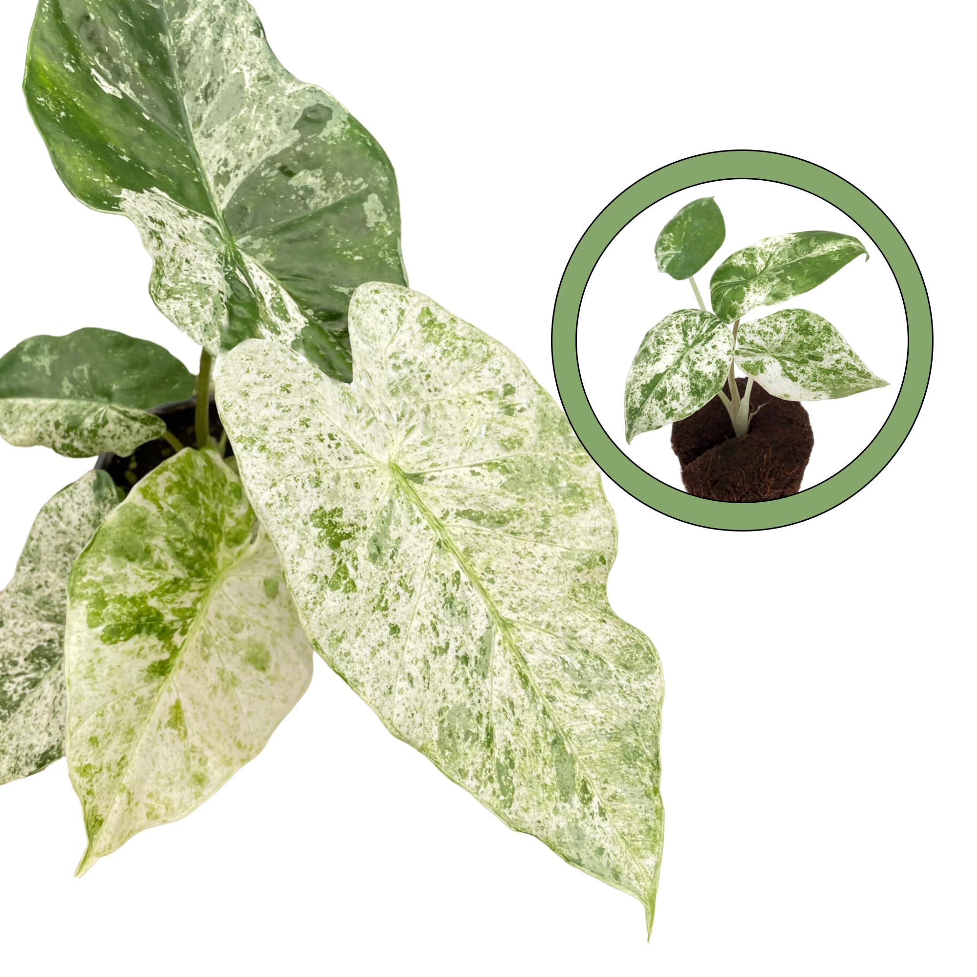 Amazon.com : Alocasia Blizzard Starter Plant : Patio, Lawn & Garden