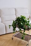 365 Blooming Decor Realistic Artificial Pothos Ivy Plant, Fake Devil's Ivy, for Office, Home Decor, 30" H x 22.8" W, in Contemporary Black Pot //No Assembly Required//fade-resistant.