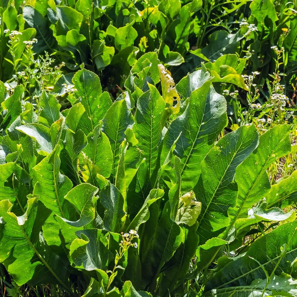 Horseradish Roots for Planting I 1 Lbs I Horseradish