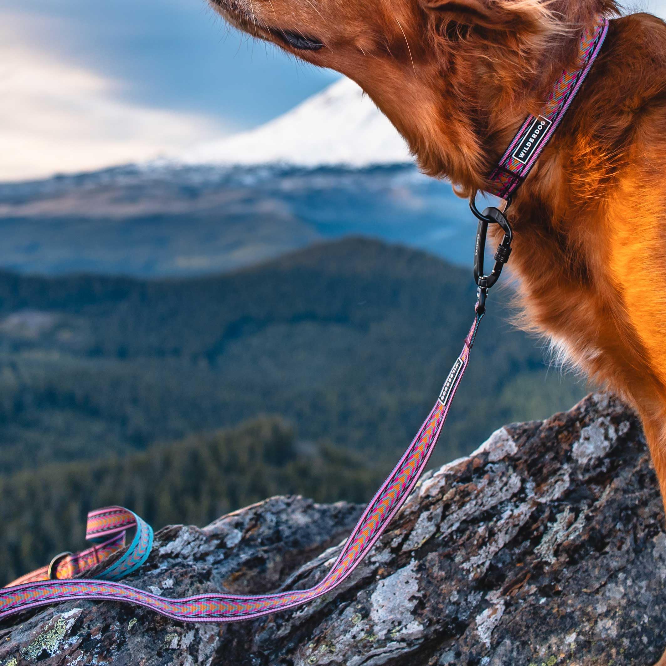 Wilderdog Ultraleichte Leinenserie für Hunde, 1,8 m lang und nur 106 g, mit schwenkbarer, verriegelbarer Karabinerbefestigung und leicht gepolstertem Griff mit D-Ring, Daybreak