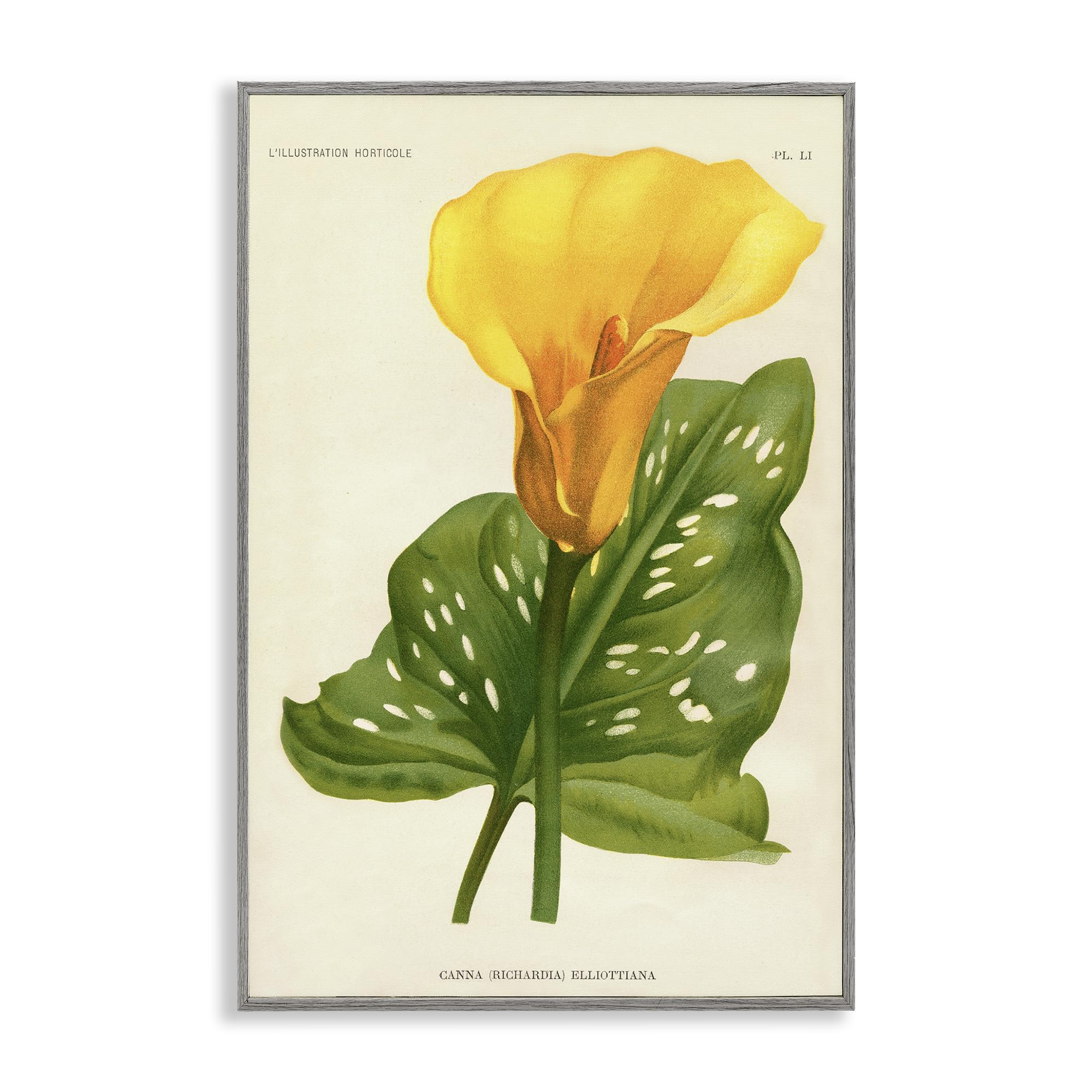 Stupell Industries Yellow Canna Lily Botanical Wall Art, Tropical Floral Bloom with Leaf Detail, 20 x 30 Inch Framed Giclée Print, by Print Collection, Made in USA Gift