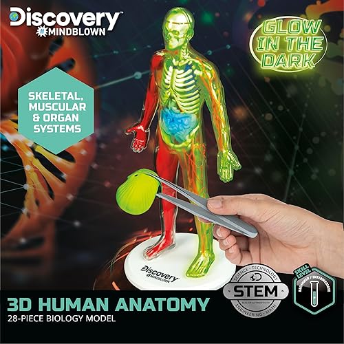 Miniatura 2 de Discovery #Mindblown - Modelo de biología de 28 piezas de anatomía humana 3D con modelo humano que brilla en la oscuridad, aprendizaje práctico, a