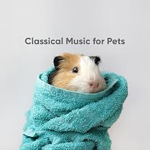 Music for Guinea Pigs Hamsters Lahore, Karachi - Pakistan