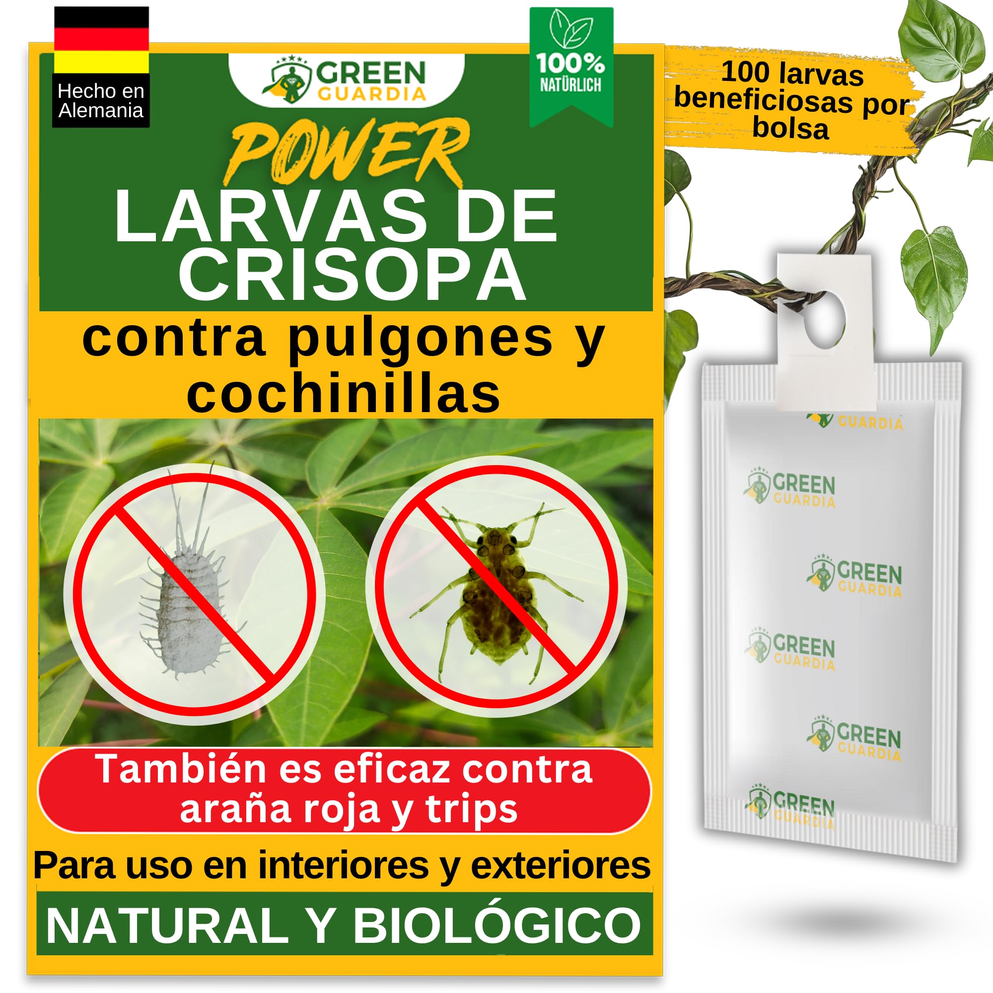 GREEN GUARDIA Huevos para larvas de crisopas contra pulgones y cochinillas – 1 bolsa – agente biológico para combatir eficazmente pulgones y cochinillas para plantas de interior y ornamentales UVM.