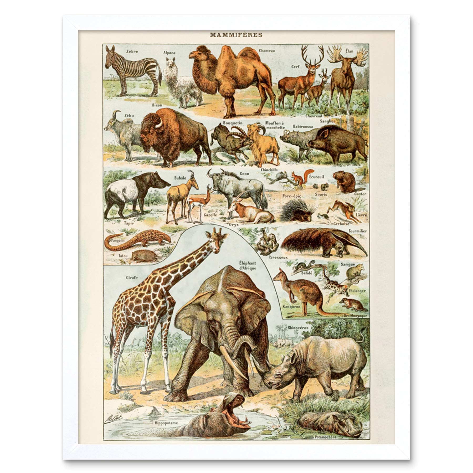 Artery8 Millot Encyclopedia Page Molluscs Shells Art Print Framed Poster Wall Decor 12x16 inch — view 22