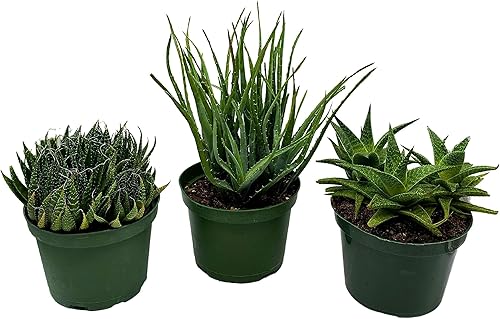 Miniatura 6 de BubbleBlooms Surtido de aloe, juego de 3 variedades de aloe, elección del cultivador en macetas de 6 pulgadas