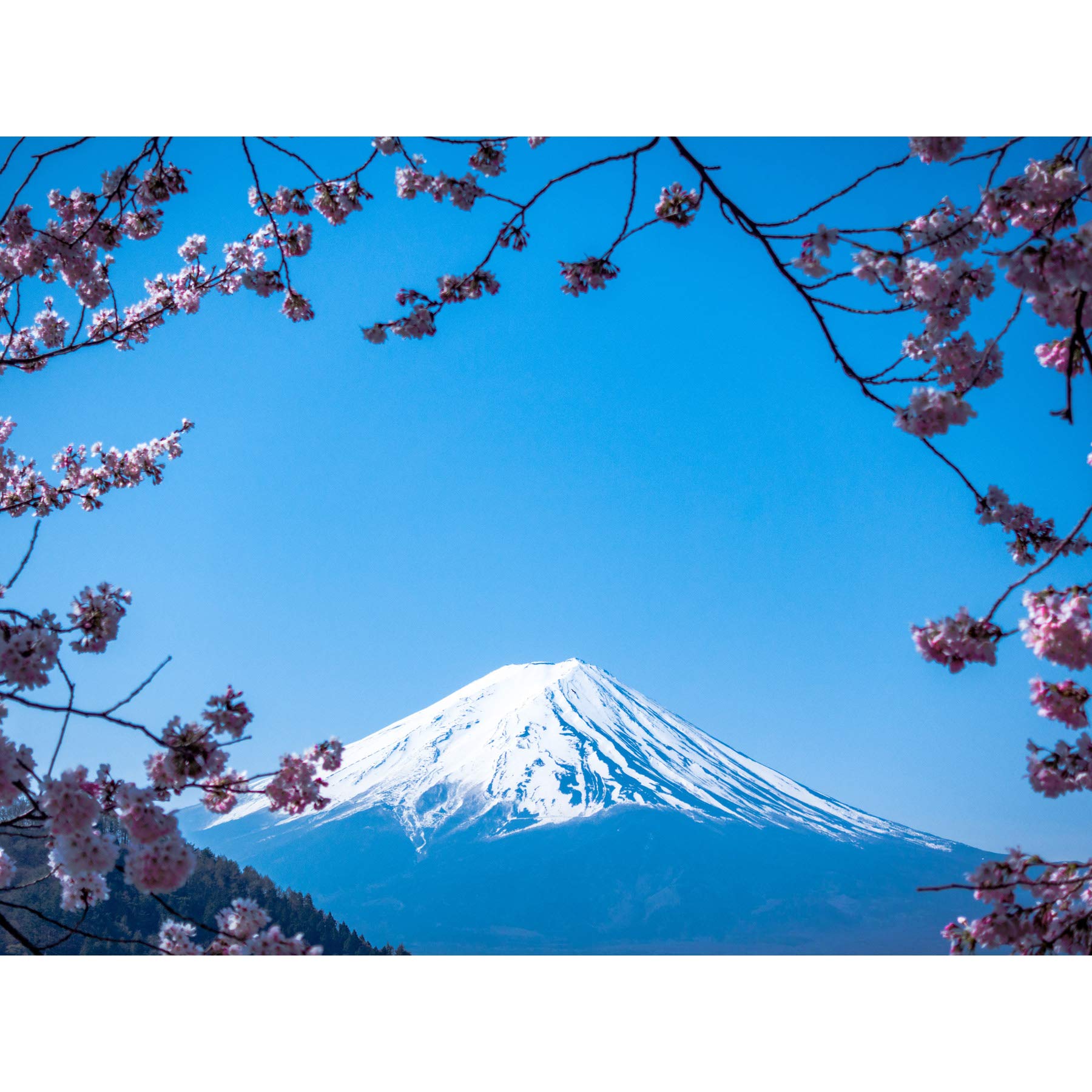 Ying Cherry Blossom Mount Fuji Japan Large Canvas Wall Art Print