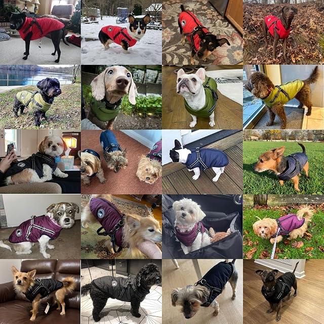 Foto 4 de 8 de Gyuzh Abrigo para perro con arnés, abrigo de invierno para perro, chaqueta de forro polar para perro