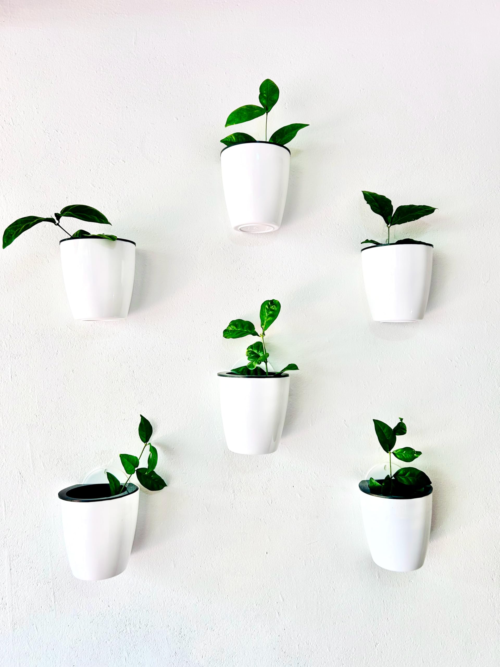 Fresh Feels Self Watering pots White, 5x5.5 inch Pack of 3 Pots Plastic Planter Plastic pots (B0CY5S9KLT) Amazon Price History, Amazon Price Tracker