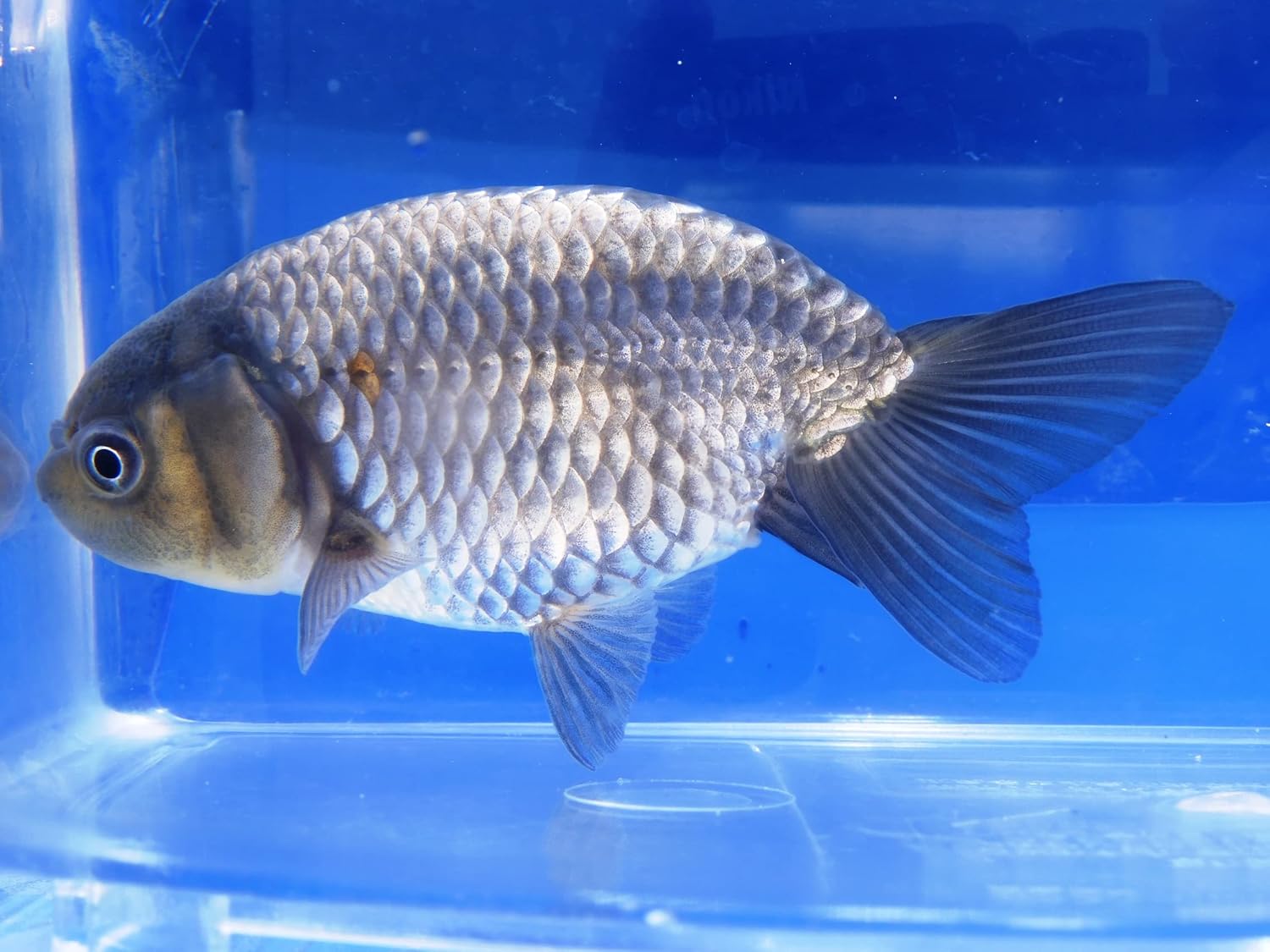 金魚の王様 らんちゅう 特選大関系統 二歳魚 美柄更紗腰白 Www Clinicabirdcare Com Br