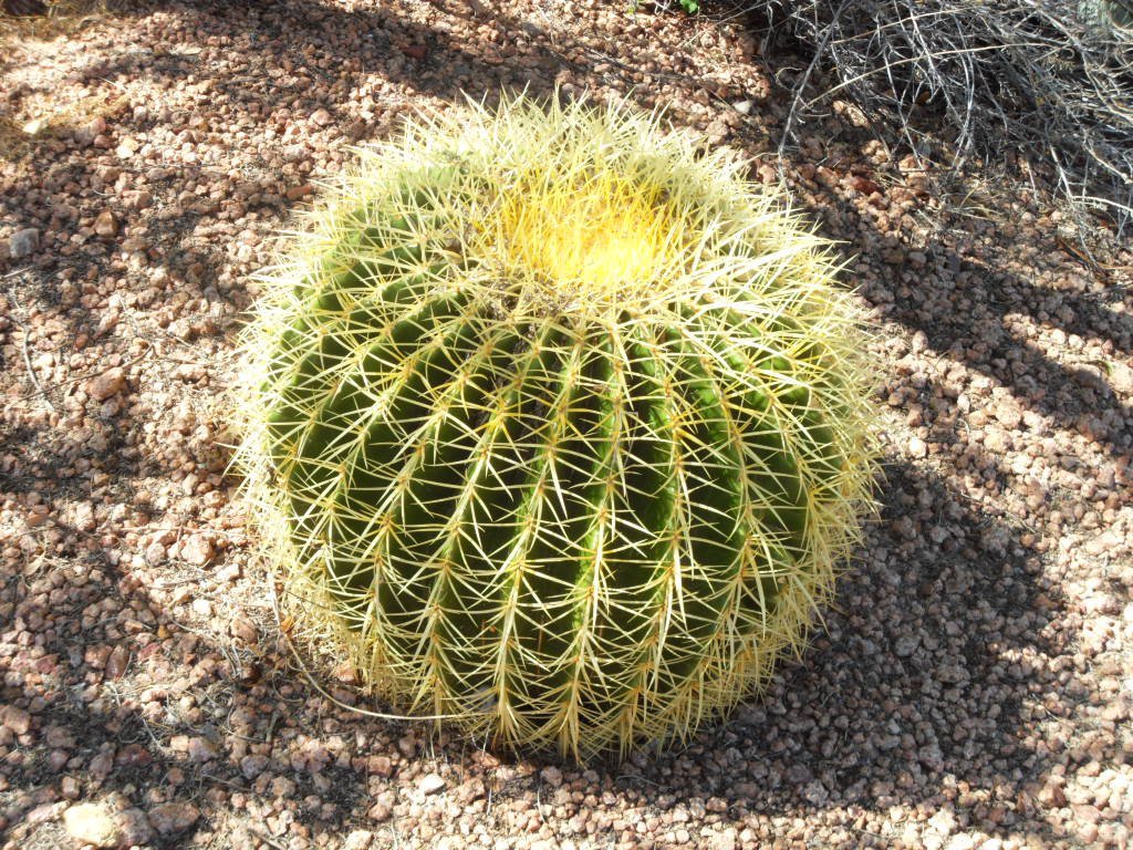 Golden Barrel Cactus Echinocactus Grusonii 50+ Seeds