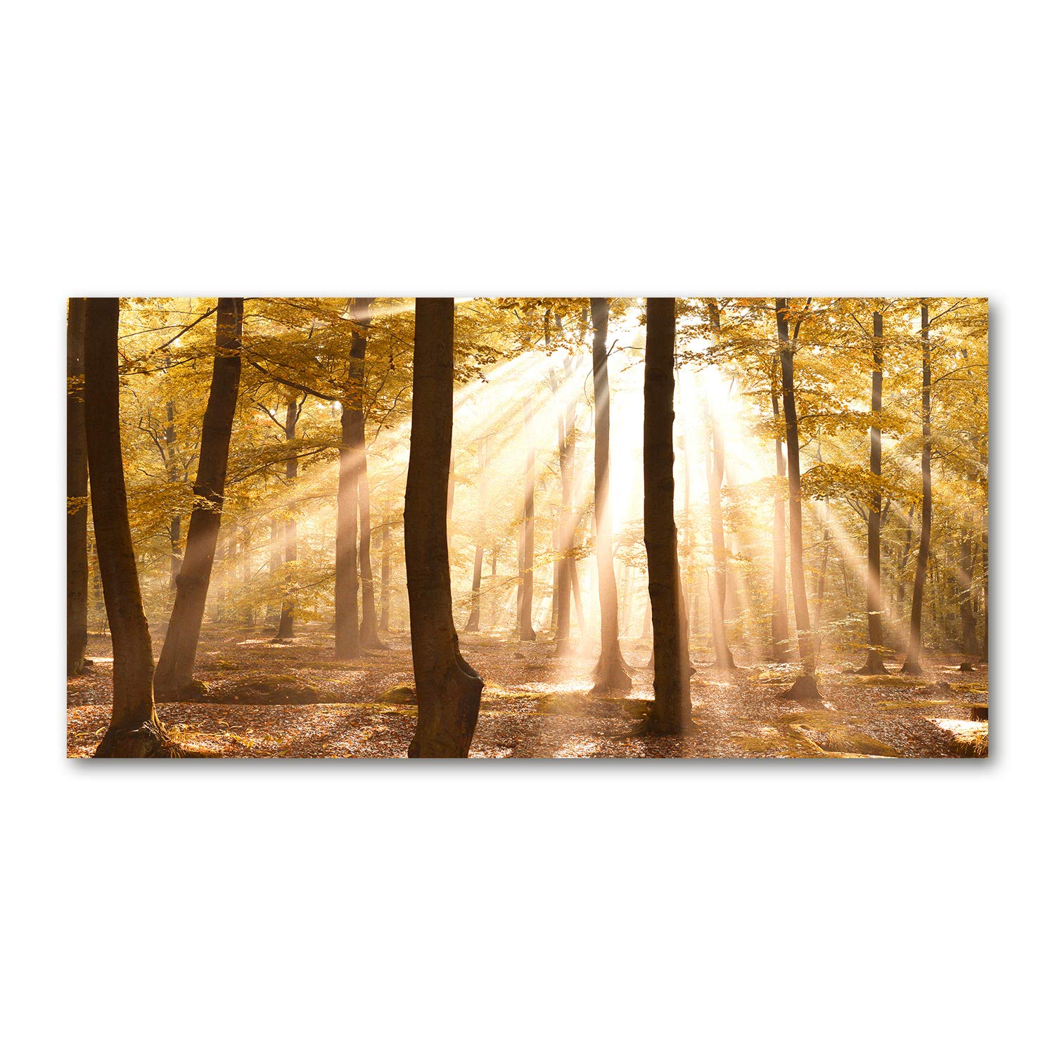 Acrylic glass picture marrón bosque de otoño tableau décoration murale plexiglas 140x70cm