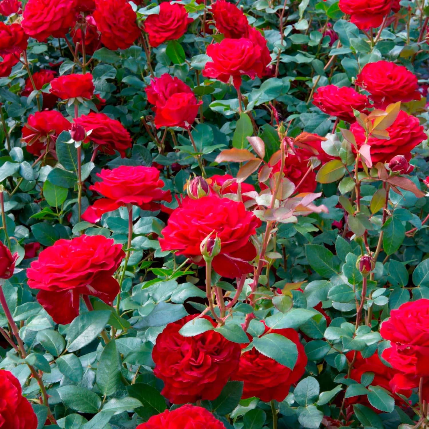 Amazon.com : 2 Rose Plants Live, Rose Bush Live Plants, Fragrant Rose ...