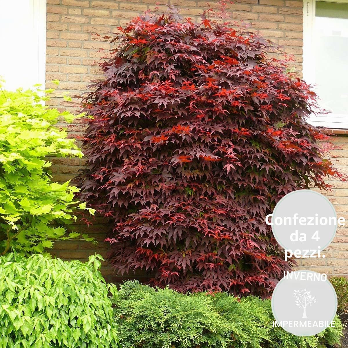 Bloomique - Set di 4 - Acer Palmatum Atropurpureum - Foglia Rossa - Acero Giapponese - Resistente al Freddo - Pianta da Giardino - Alte 25-40 cm - Vaso 10,5 cm