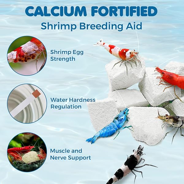 Marque : SunGrow SunGrow Roches de crevettes pour Aquarium, 113,4 g, Pierres de Calcium pour escargots, Roches de Calcium d'aquarium d'eau Douce, recréer l'habitat des crevettes, disques d'alimentation pour crabes et in use