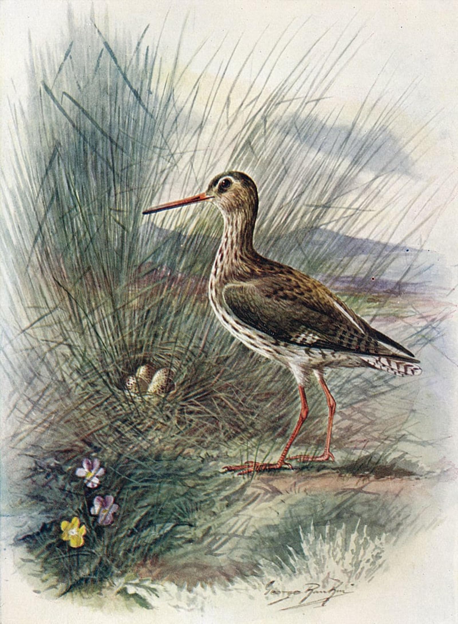POSTERIIk Vintage Classic Picture Landscape Artwork Redshank Totanus Calidris by George Rankin Portrait Canvas Painting for Office Home Decor 60x90cm