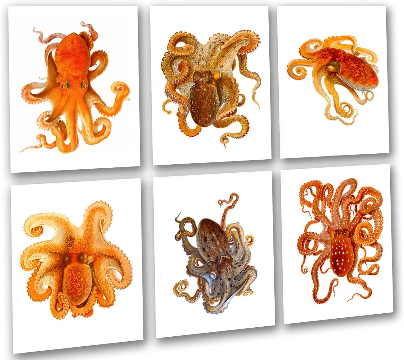 Gnosis Picture Archive Beach Wall Art Octopus Decor Art Prints set of 6 Unframed Wall Art