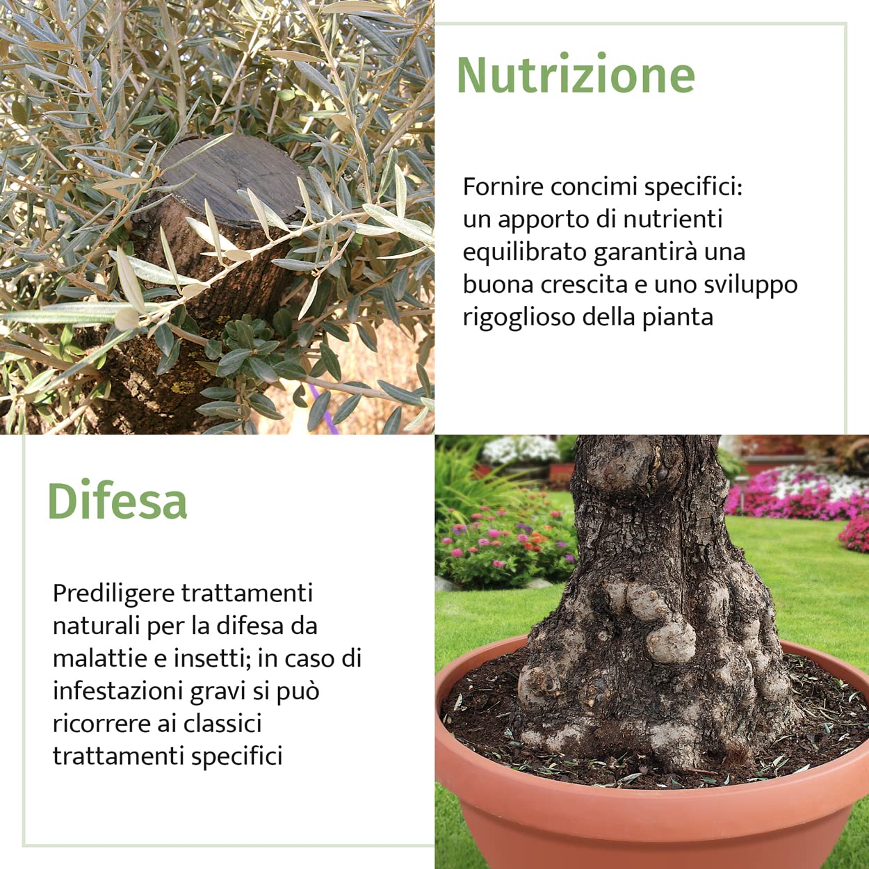KENTIS - Véritable Bonsaï Olivier Hauteur Environ 200 cm - Olea Europea Bonsaï Circonférence du Tronc Environ 60-100 cm - Plante d'Extérieur pour les Jardins - Plante Ornementale - Olivier