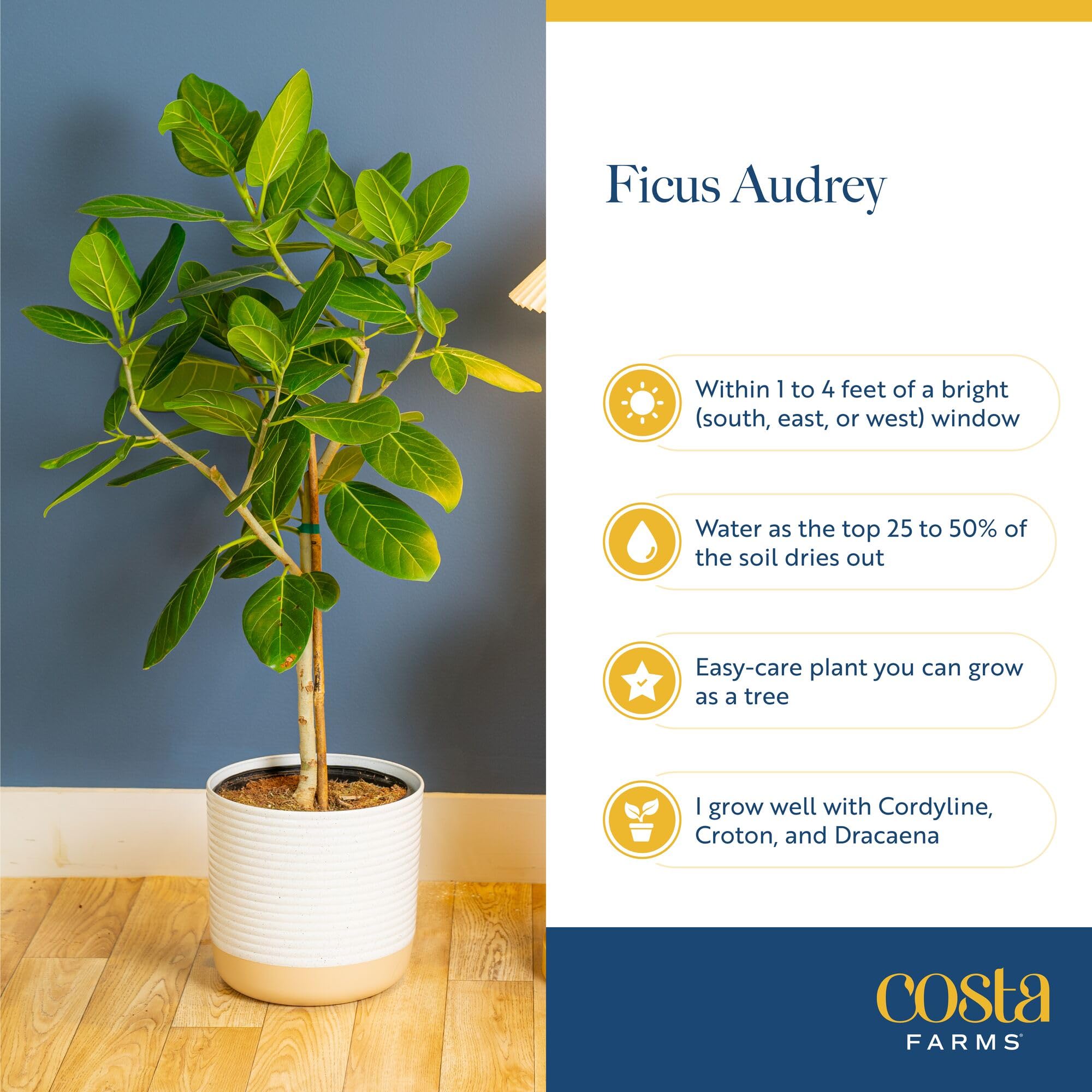 rubber house plant 130