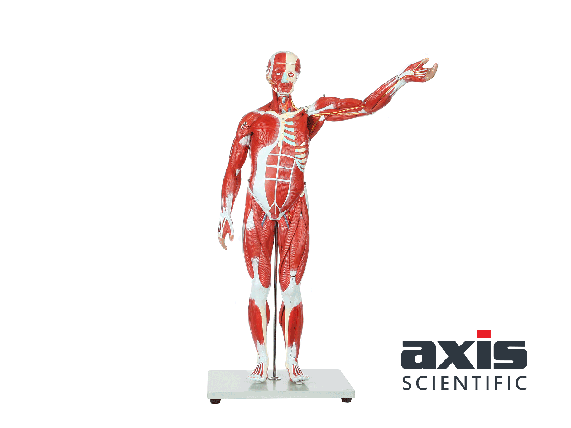 Amazon.com: Axis Scientific Human Muscle and Organ Model, 27-Part