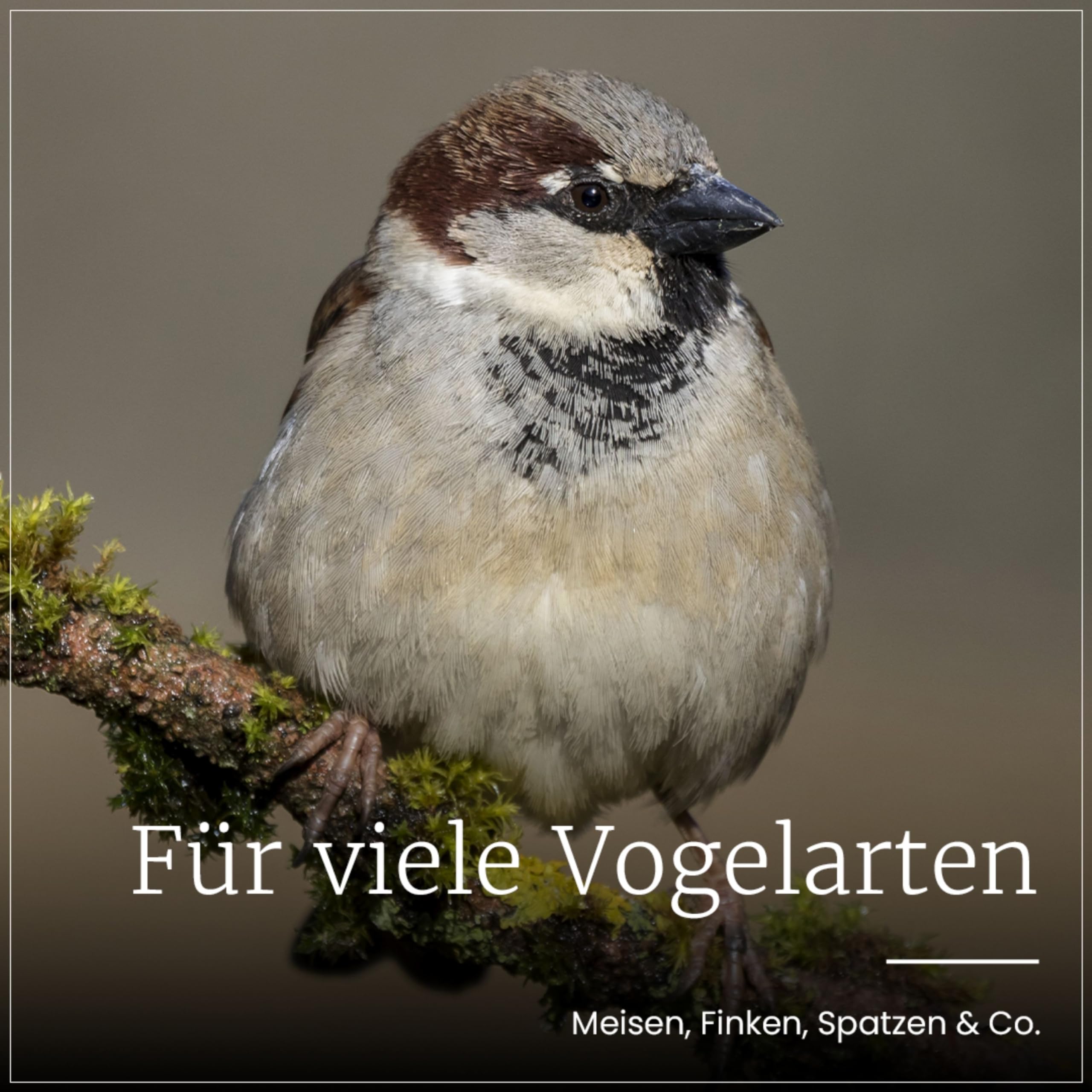 Erdtmanns Sommer-Meisenknödel XXL ohne Netz, 12 x 500 g – Riesige Wildvogelfutter-Knödel für den Sommer – Umweltfreundlich & energiereich – Ideal für Brutzeit & Jungvögel