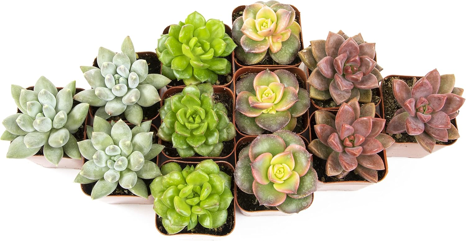 Altman Plants, Live Succulent Plants (12 Pack) Assorted Potted Succulents Plants Live House Plants in Cacti and Succulent Soil Mix, Cactus Plants Live Indoor Plants Live Houseplants in Planter Pots