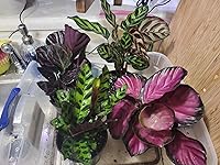 Review Image by Savage Savage