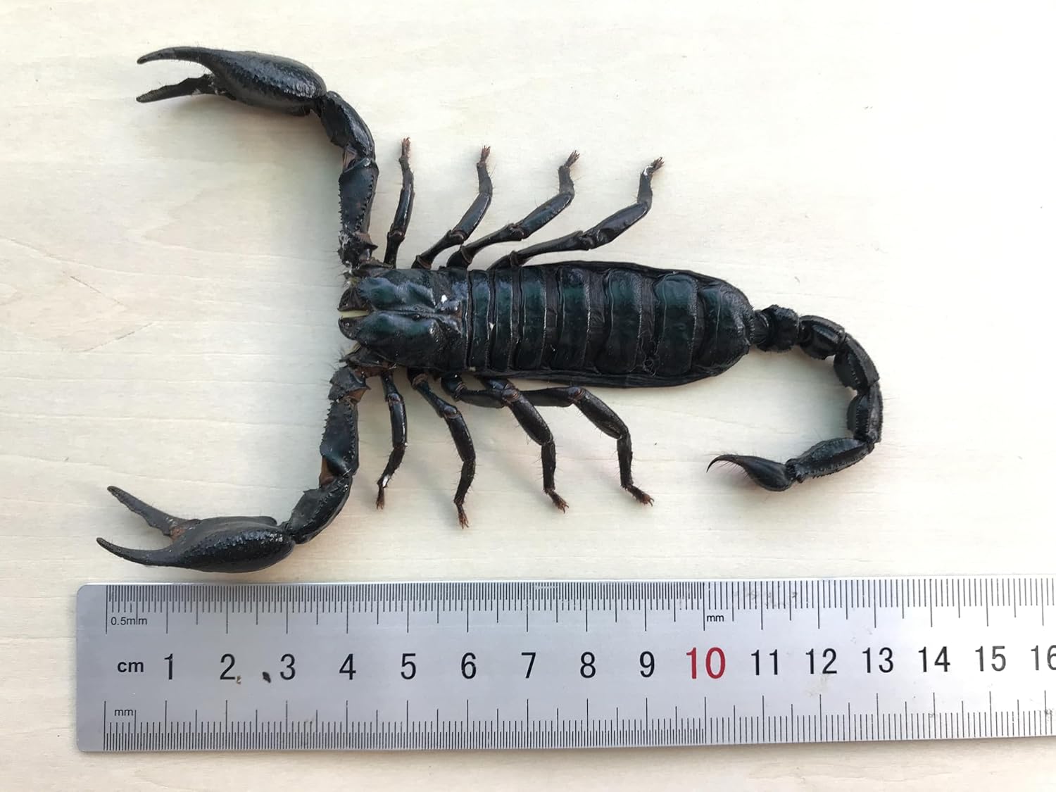 Real Scorpion Specimen Preserved Dried Insect Dead Beetle Bug Unmounted Raw Oddity Taxidermy Entomology Artwork Creepy Aesthetics Spooky Oddities Gothic Home Decor Wall Crafts BO-51