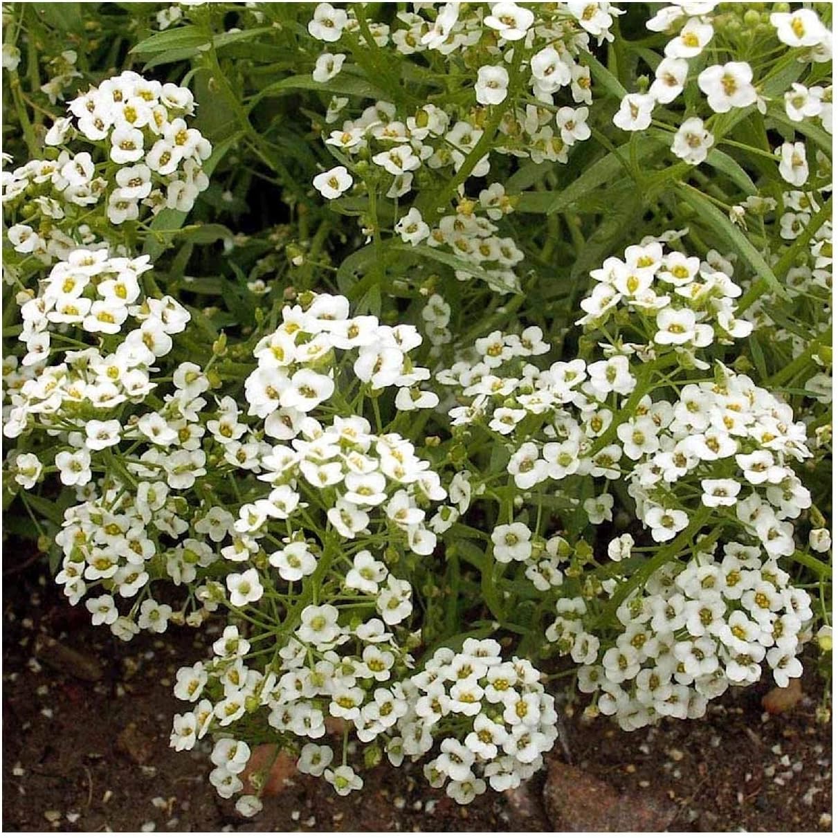 Everwilde Farms - 1/4 Lb Carpet of Snow Sweet Alyssum Wildflower Seeds - Gold Vault