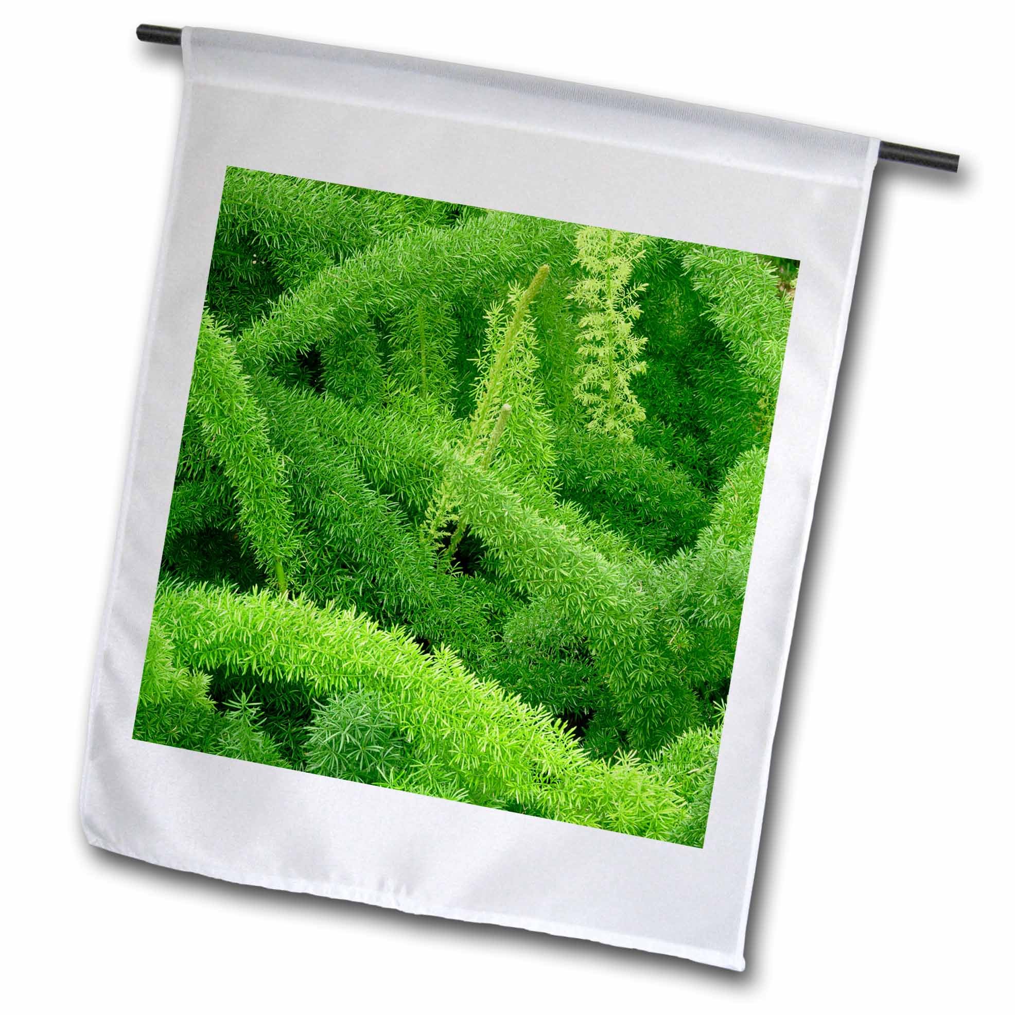 3dRose fl_83276_1 Foxtail Fern Asparagus Densiflorus Myers Na01 Aje0125 Adam Jones Garden Flag, 12 by 18-Inch