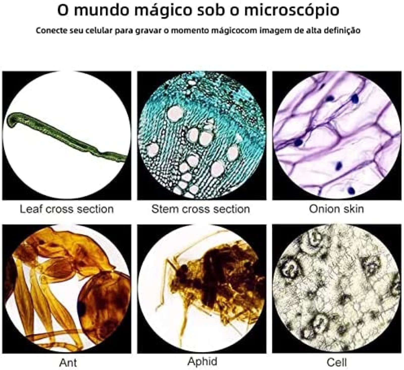 Generico Microscopio Biologico Binoculare, Ingrandimento 40-6000x | Doppia Alimentazione, Sorgenti Luminose A Led Superiori E Inferiori, Per Lutilizzo Nei Laboratori Scolastici (20000X)