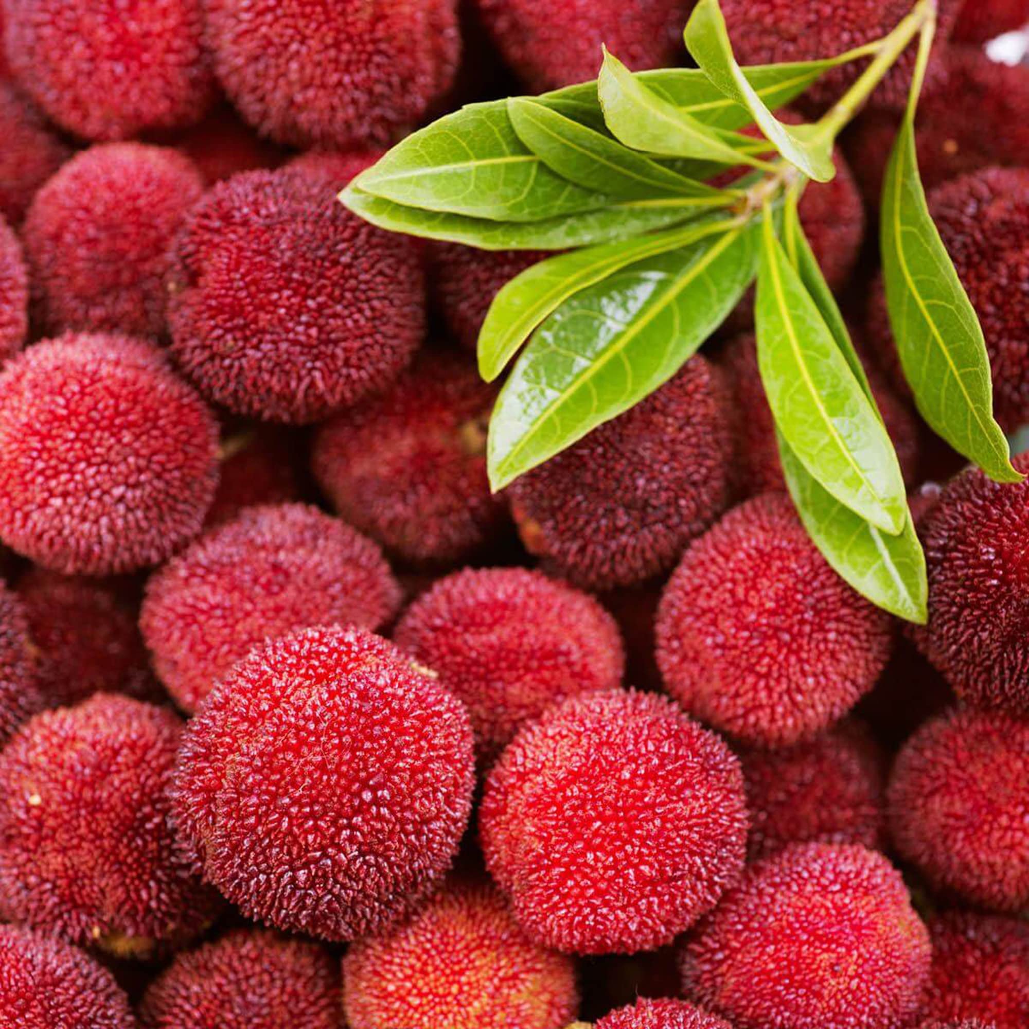 Bayberry Seeds Wax Myrtle Fragrant Leaves and Berries Edible Fruit Ornamental Shrub Patio Garden Outdoor 10Pcs Fruit Tree Seeds by YEGAOL Garden