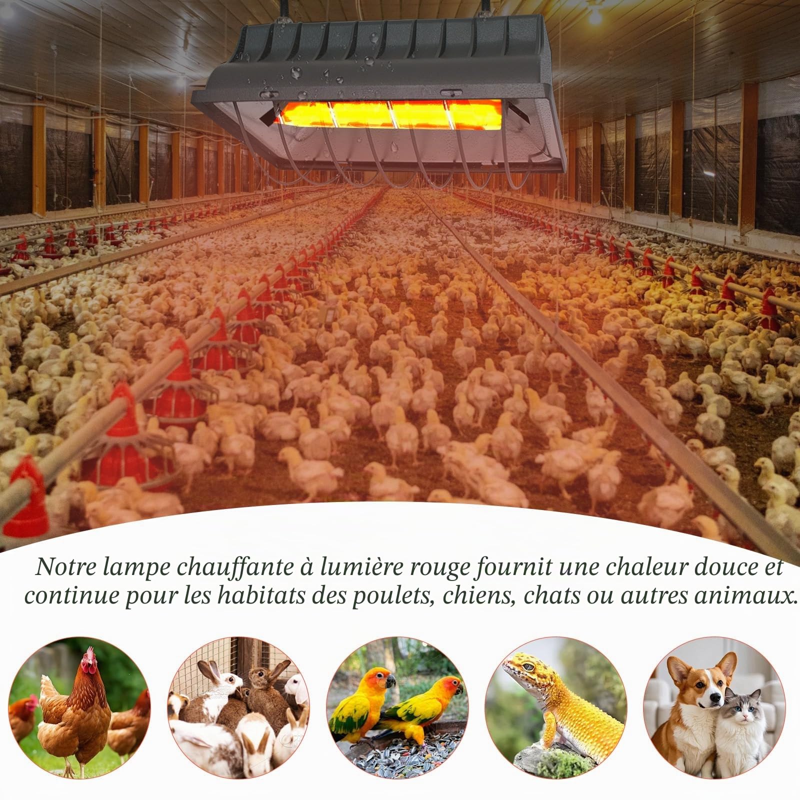 Chauffant Poussin, 250W Chauffage Pour Poulailler avec interrupteur économique, câble d'alimentation 1.8m, lampe infrarouge thermostatique automatique pour poulets, canards, chiots, animaux d'élevage