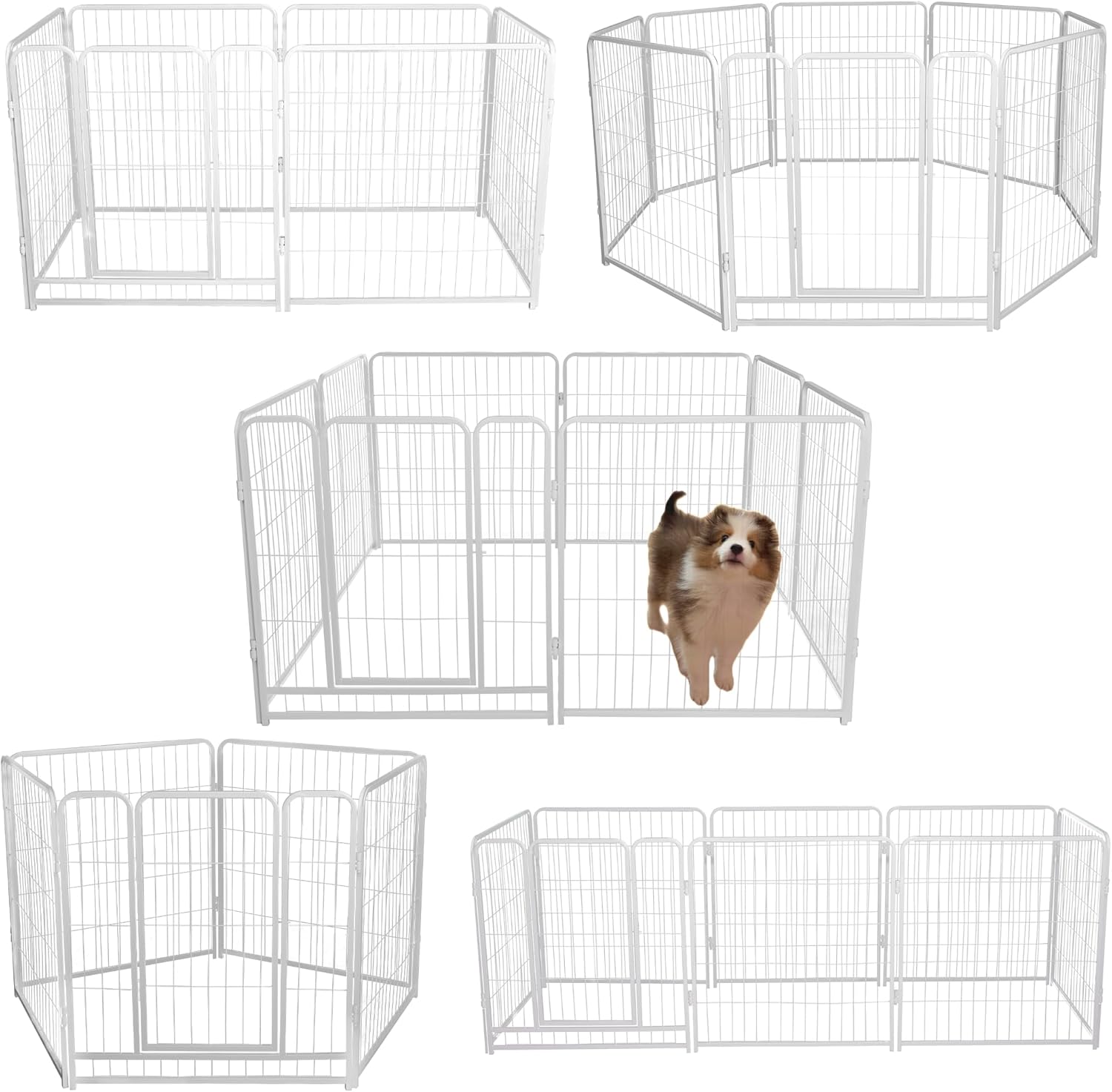 優良配送 廃盤 THE SECRET DVD ザ・シークレット エネルギーザ