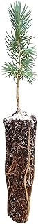 Engelmann Spruce | Small Tree Seedling | The Jonsteen Company