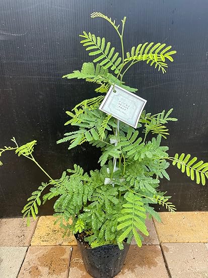 Amazon ドライフラワーにもなる 花 四季咲き品種 アカシア デアネイ 4号 1個 Acacia Deanei ディアネイ 花言葉は 友情 優雅 など ミモザ アカシア イタリア 世界女性デー 園芸 ガーデニング 鉢花 鉢植え 苗木 花苗 誕生日 記念日 プレゼント 贈り物 アカシア Amazon ドライフラワーにもなる 花 四季咲き品種 アカシア デアネイ 4号 1個 Acacia Deanei ディアネイ 花言葉は 友情 優雅 など ミモザ アカシア イタリア 世界女性デー 園芸 ガーデニング 鉢花 鉢植え 苗木 花苗 誕生日 記念日 プレゼント 贈り物 アカシア