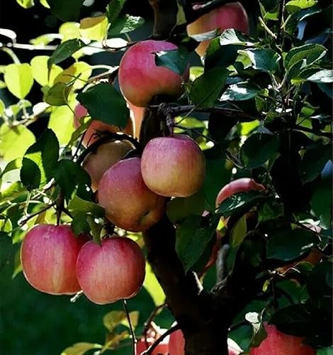 Miniatura 2 de Más de 30 semillas de bonsái de manzano semillas de jardín patio al aire libre planta de fruta viva
