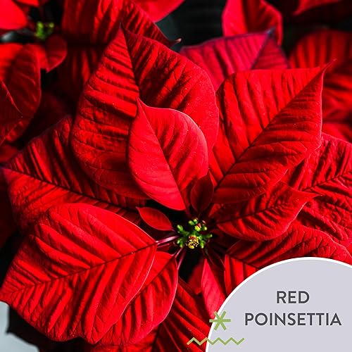 Miniatura 3 de Wild Interiors Green Circle Growers - Paquete de 6 plantas de flor de pascua roja viva en macetas de cultivo de 6 pulgadas con cubiertas decorativas