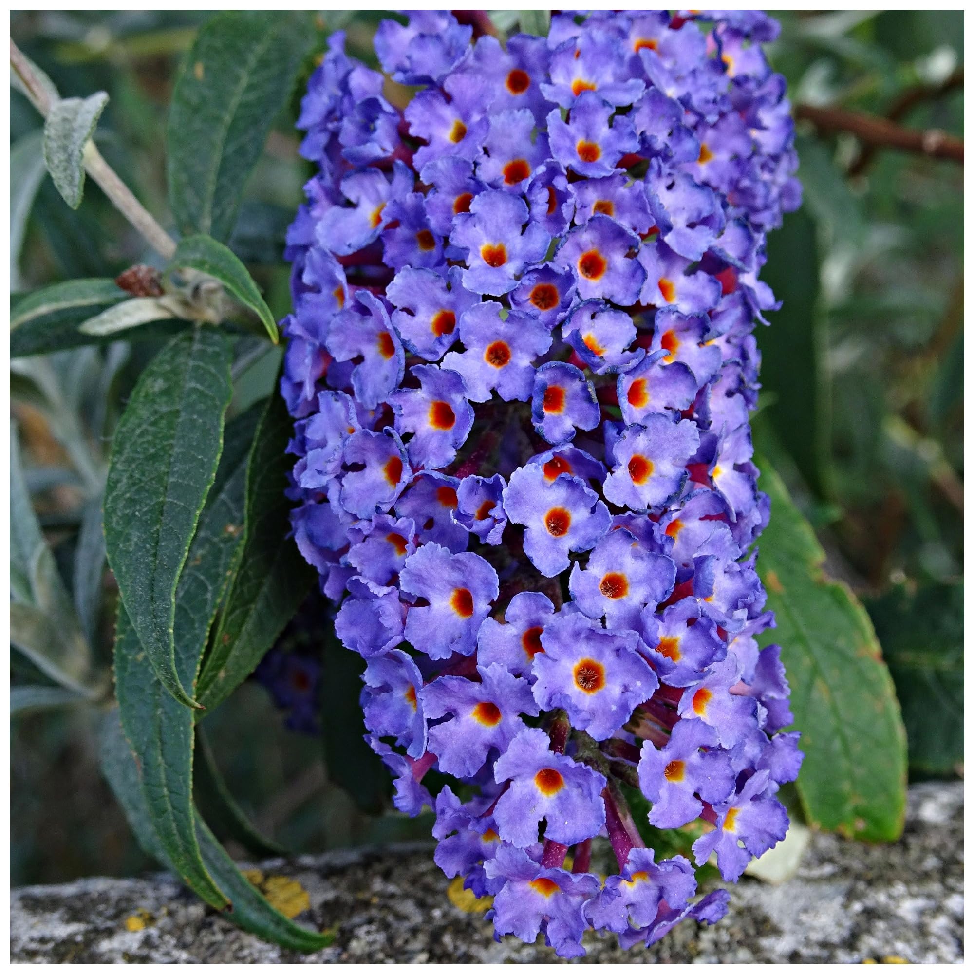 Buddleia Davidii 'Empire Blue' in 9cm Pot Buddleja Butterfly Bush 3fatpigs®