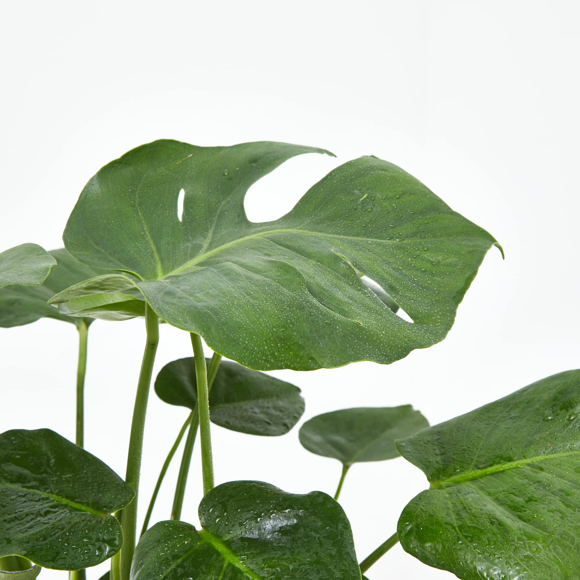 Verdecora Pack Plantas Ornamentales de Interior en mactea Ø13cm: Spathiphyllum, Anthurium Rojo y Monstera | Plantas Elegantes y Purificadoras | Ideal para Hogar u Oficina