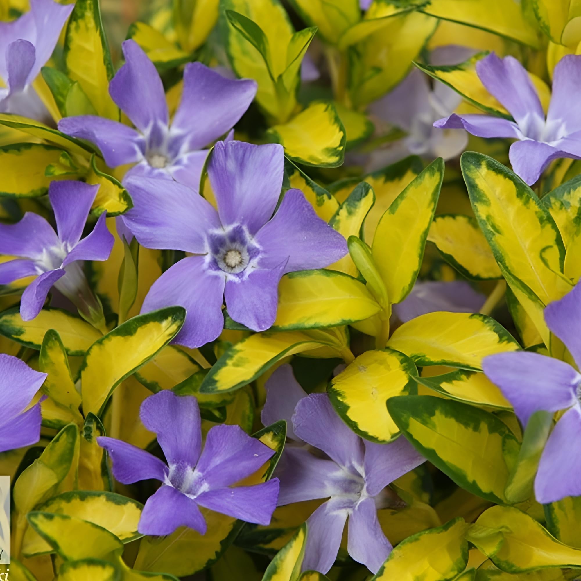 Stauden Gänge 10 x Vinca minor 'Imagine' Buntes Blaues Kleines Immergrün