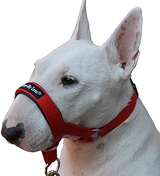 snout harness