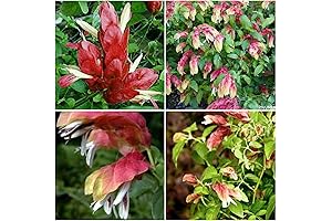 JUSTICIA BRANDEGEANA~RED Maroon Shrimp Plants Live Plants