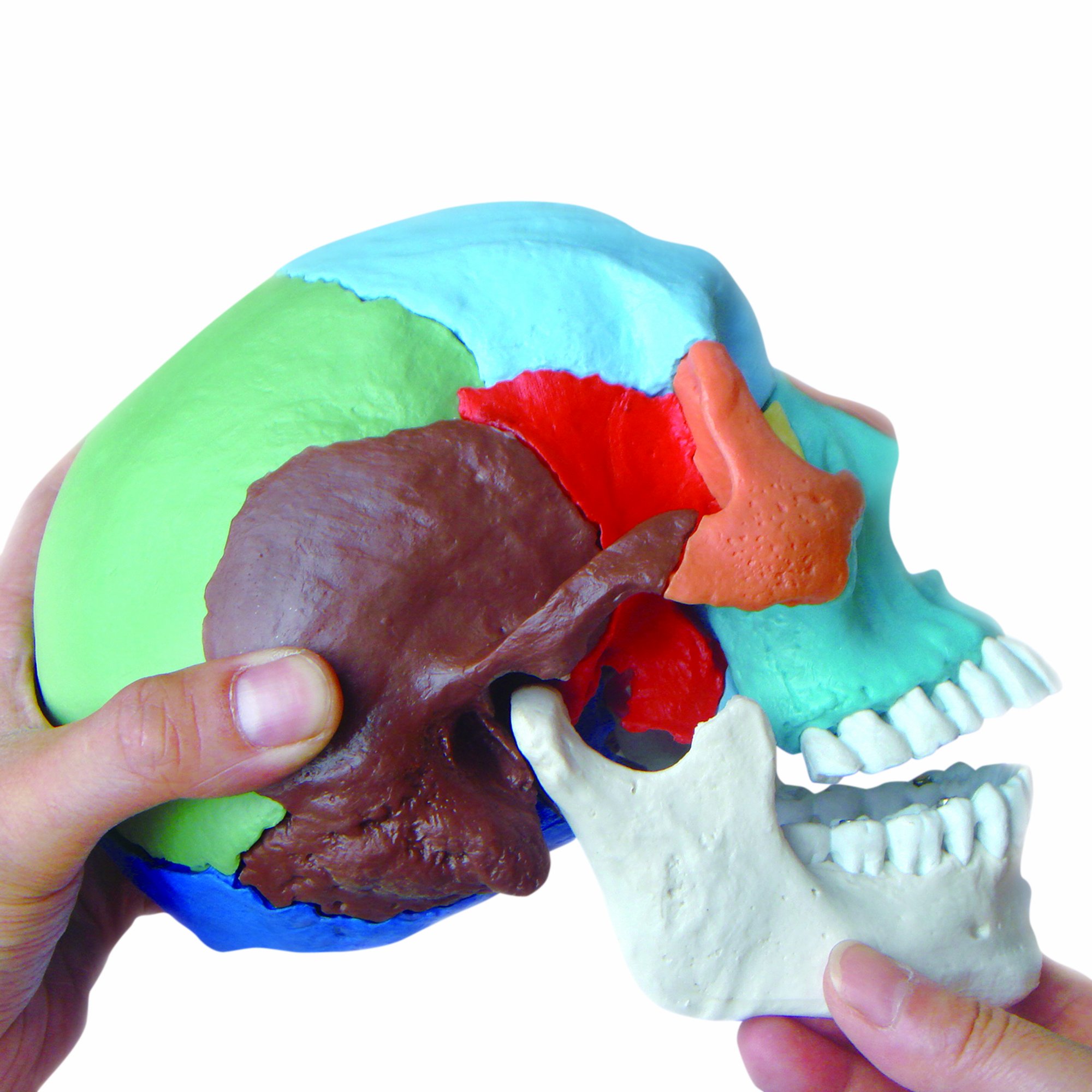 ★ 貴重！高品質！ フタコブラクダの頭骨 Amazon | Tenlacum ドクロ ガイコツ 頭部模型 顎関節 可動